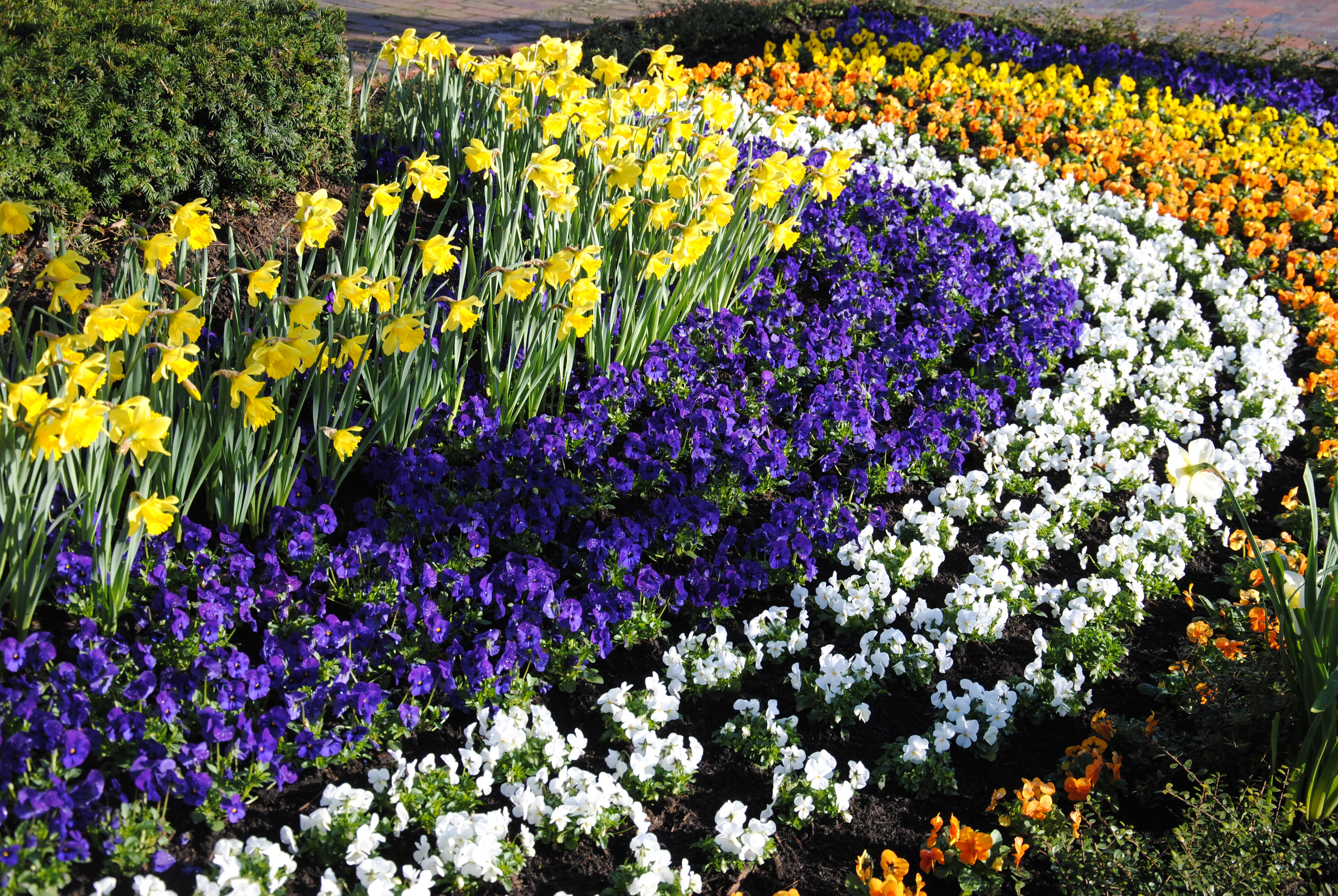 Blumen pflanzen