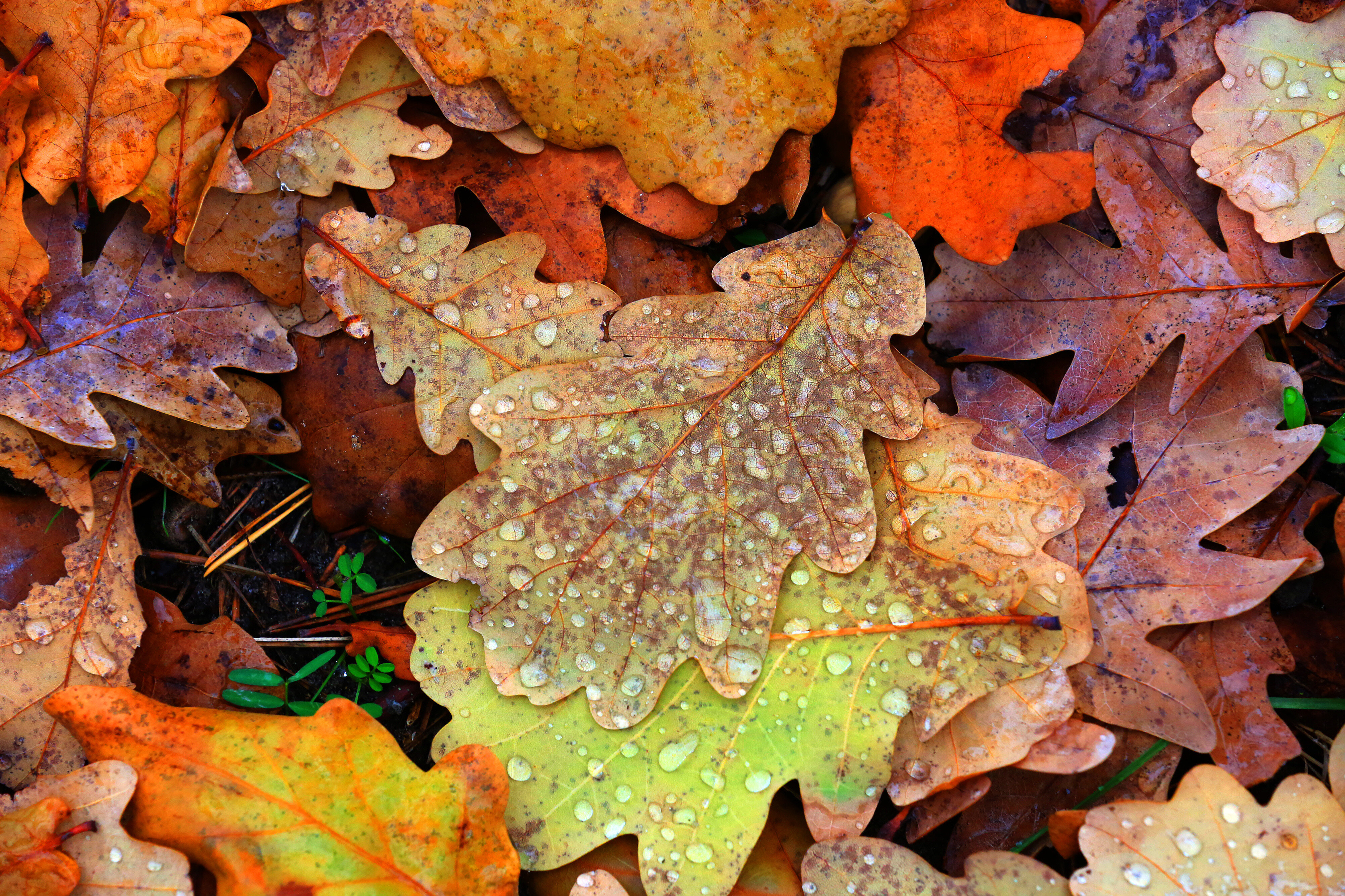 Herbstlaub