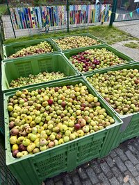 Apfelsammeln KiGa Hinrichsfehn Apfelsammeln KiGa Hinrichsfehn